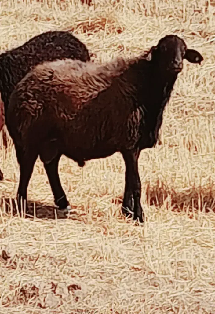 قوچ قره قزل|حیوانات مزرعه|کندوان, |دیوار