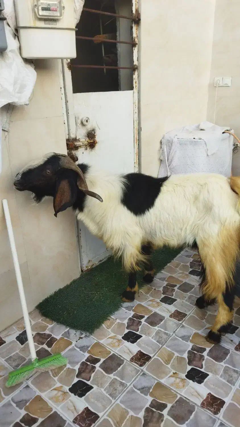 فروش چپش|حیوانات مزرعه|دوگنبدان, |دیوار