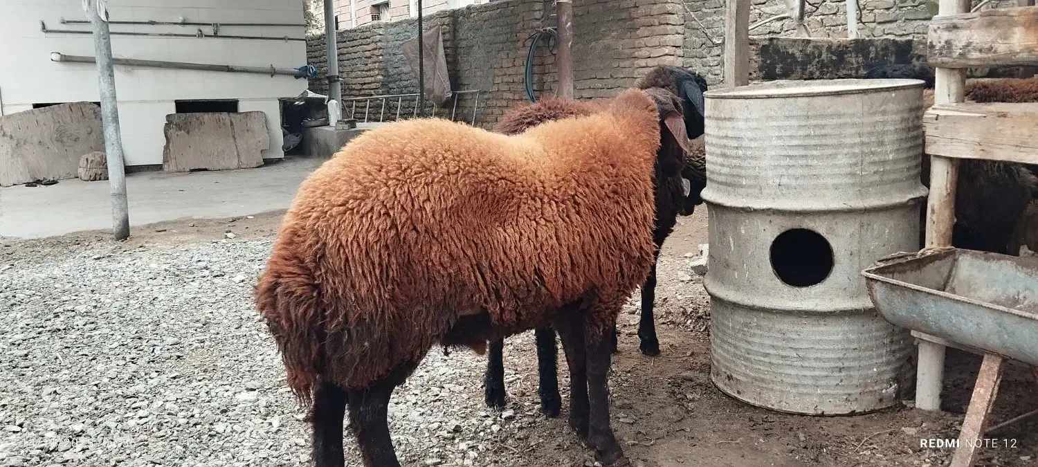 بره نر پروار شده|حیوانات مزرعه|گمیشان, |دیوار