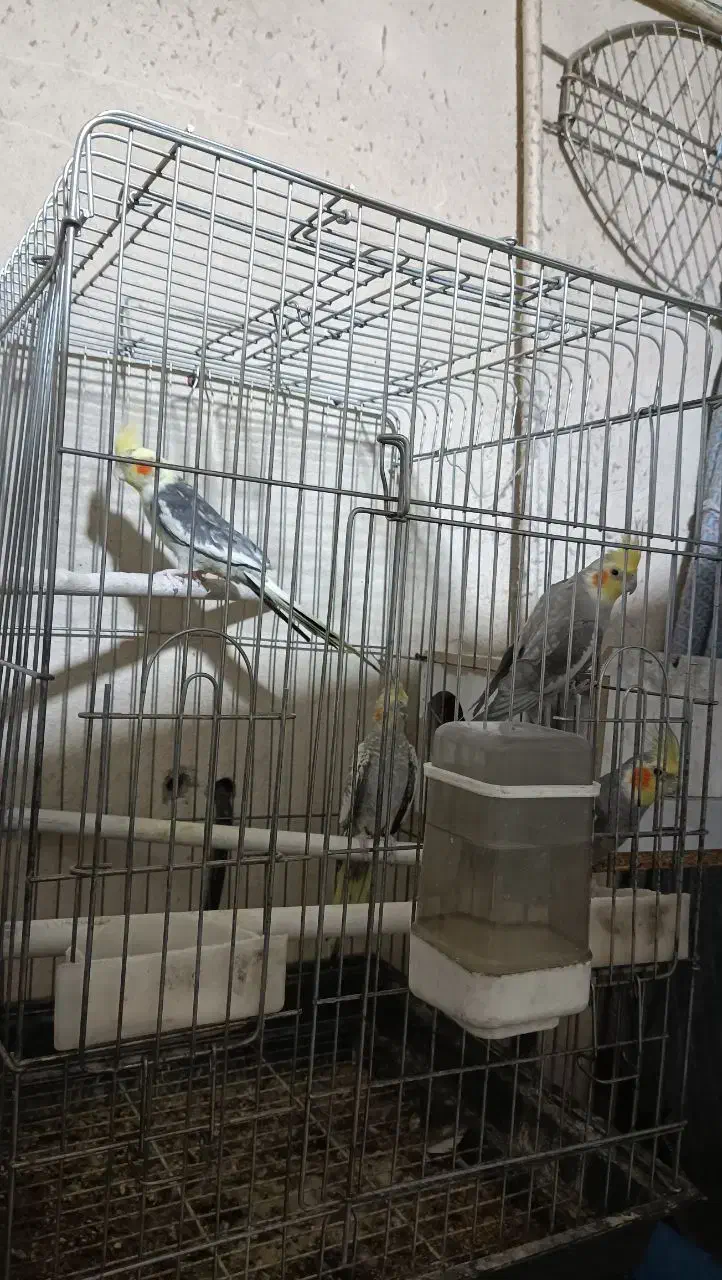 عروس هلندی|پرنده|فردوسیه, |دیوار