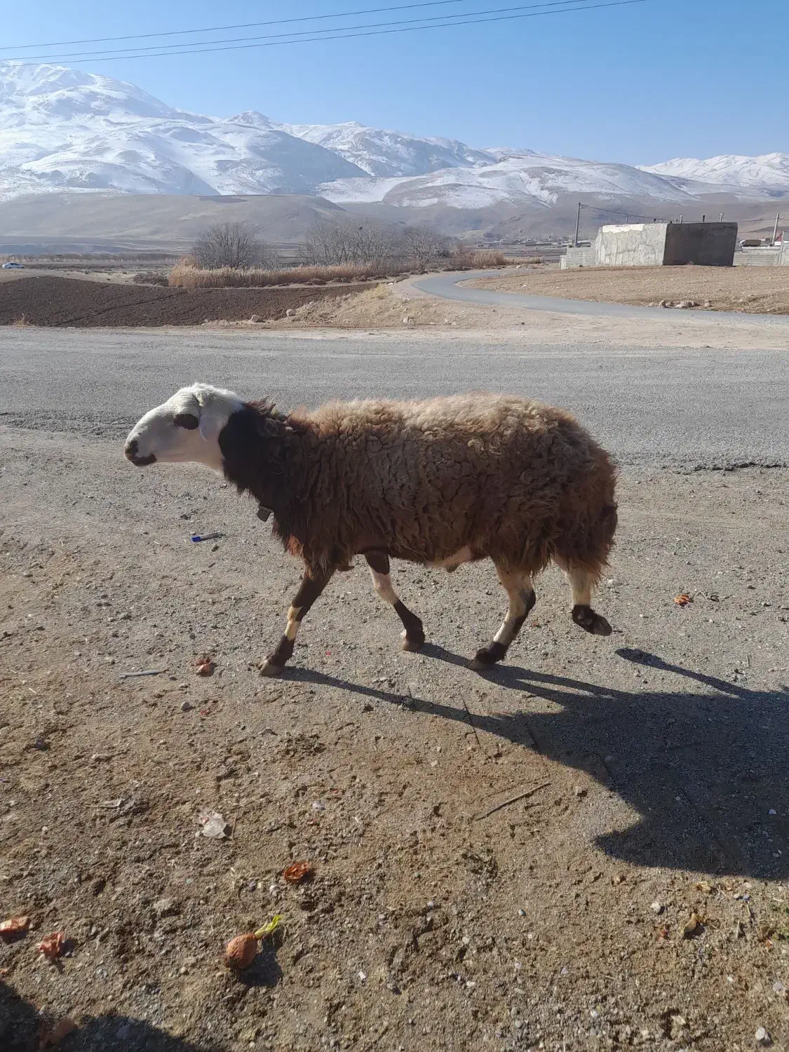 قورج|حیوانات مزرعه|ازنا, |دیوار