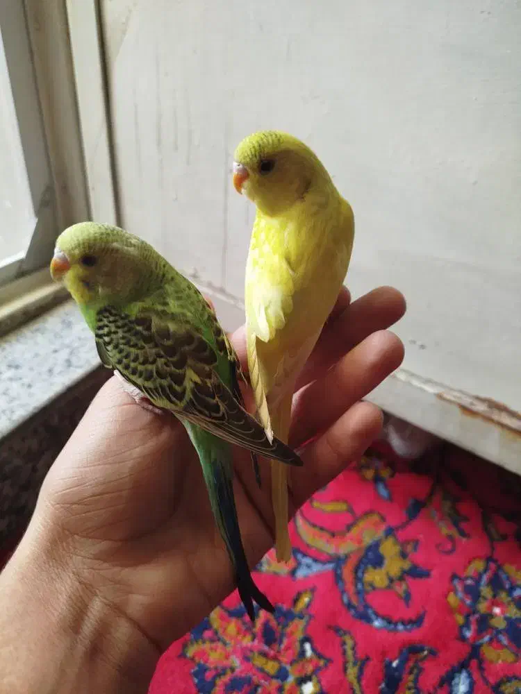 یه جفت مرغ عشق آماده تخم گذاری و یک نر مست|پرنده|ری, شهرک نظامی|دیوار