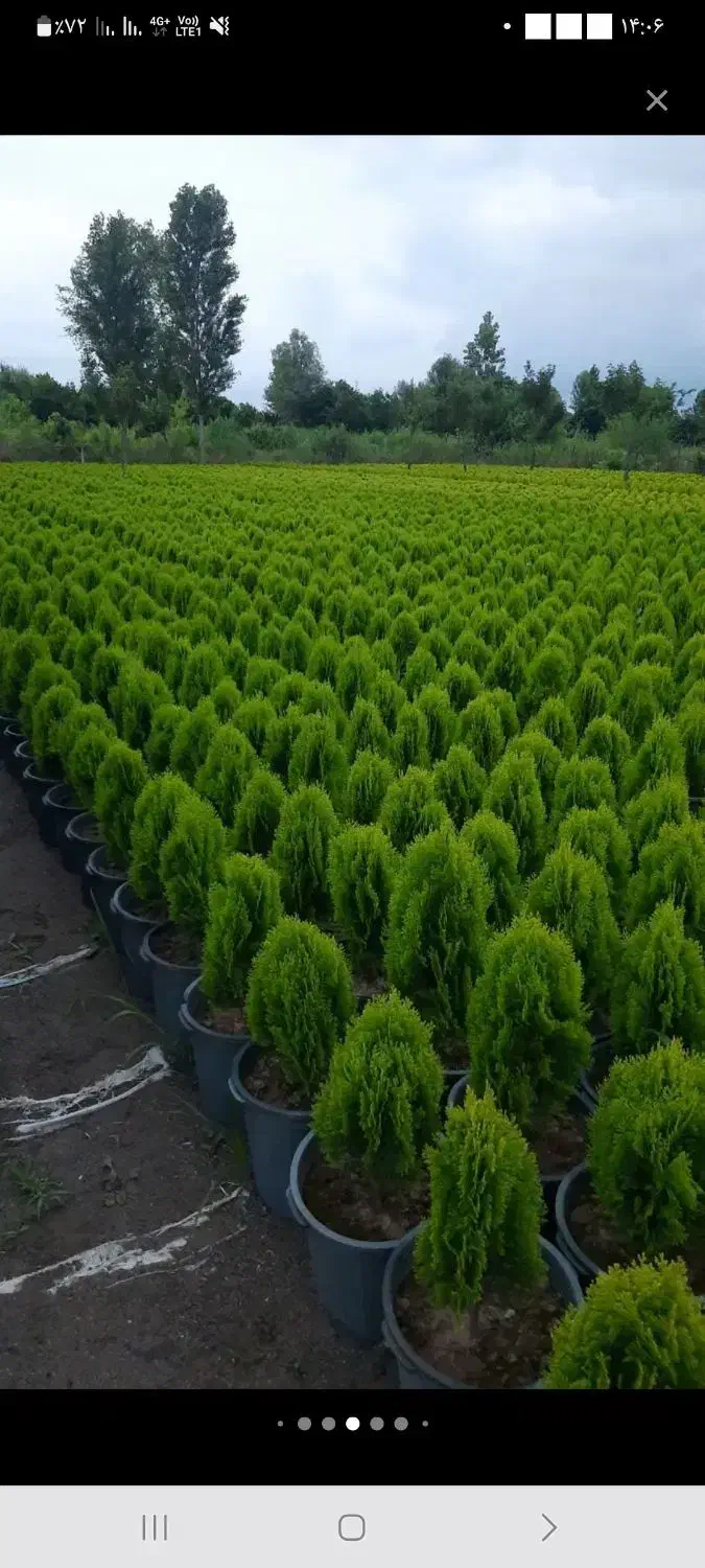 فروش کاج کامیس جزئی و کلی|گل و گیاه طبیعی|تهران, اکباتان|دیوار