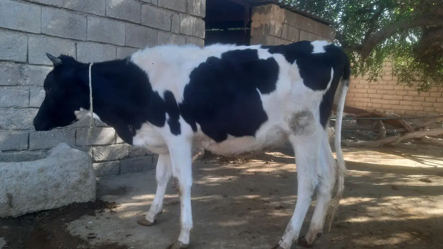 گاو گوساله آبستن|حیوانات مزرعه|گتوند, |دیوار