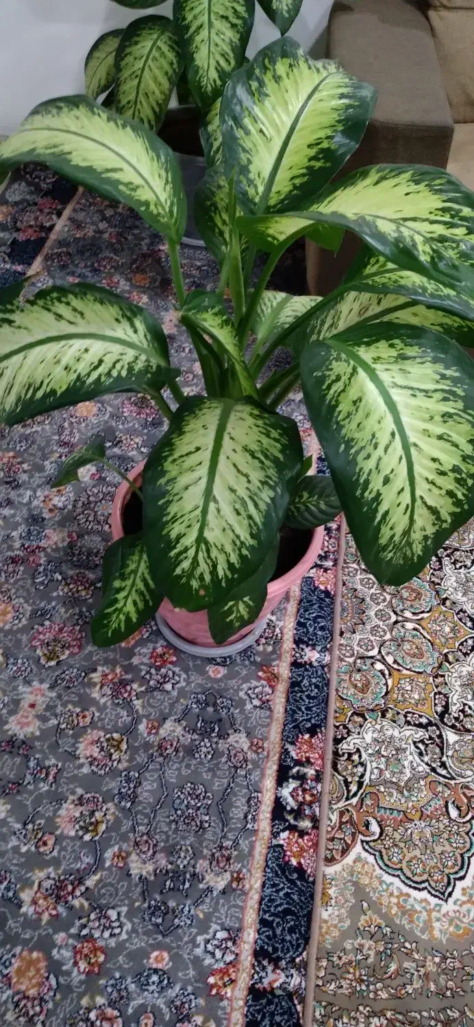 گل دیفن|گل و گیاه طبیعی|بانه, |دیوار