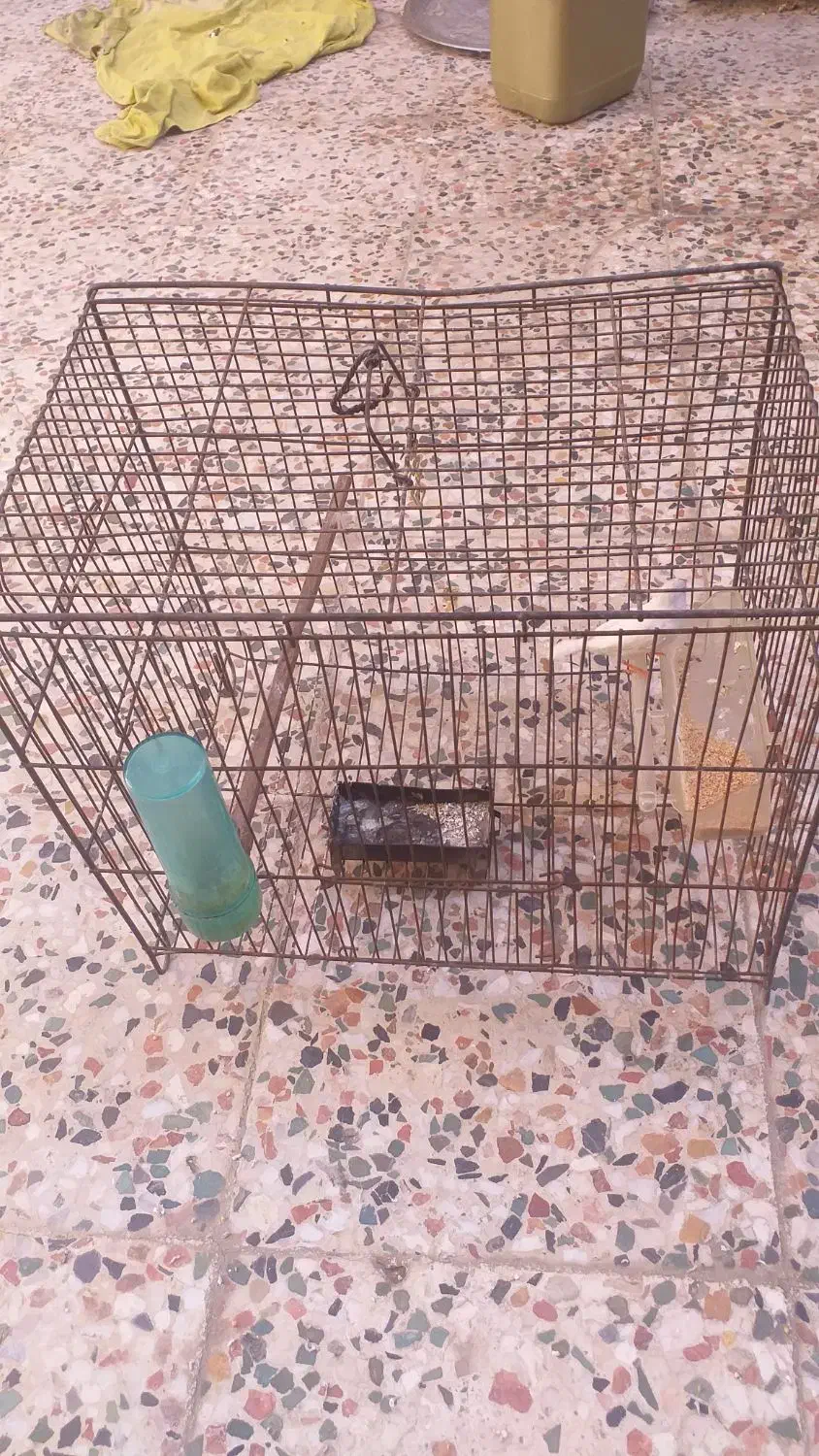 فنج ماده با قفس|پرنده|خرم‌آباد, |دیوار