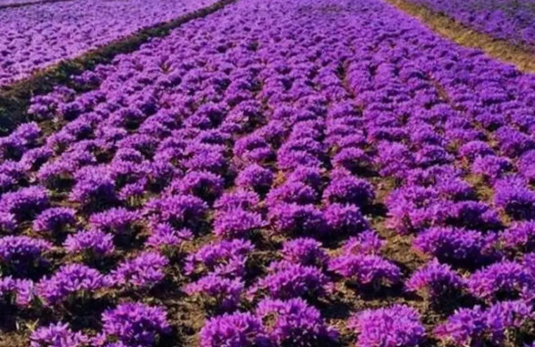 فروش زمین کشاورزی با 12ساعت آب|فروش زمین و ملک کلنگی|تربت‌حیدریه, پائین ولایت|دیوار