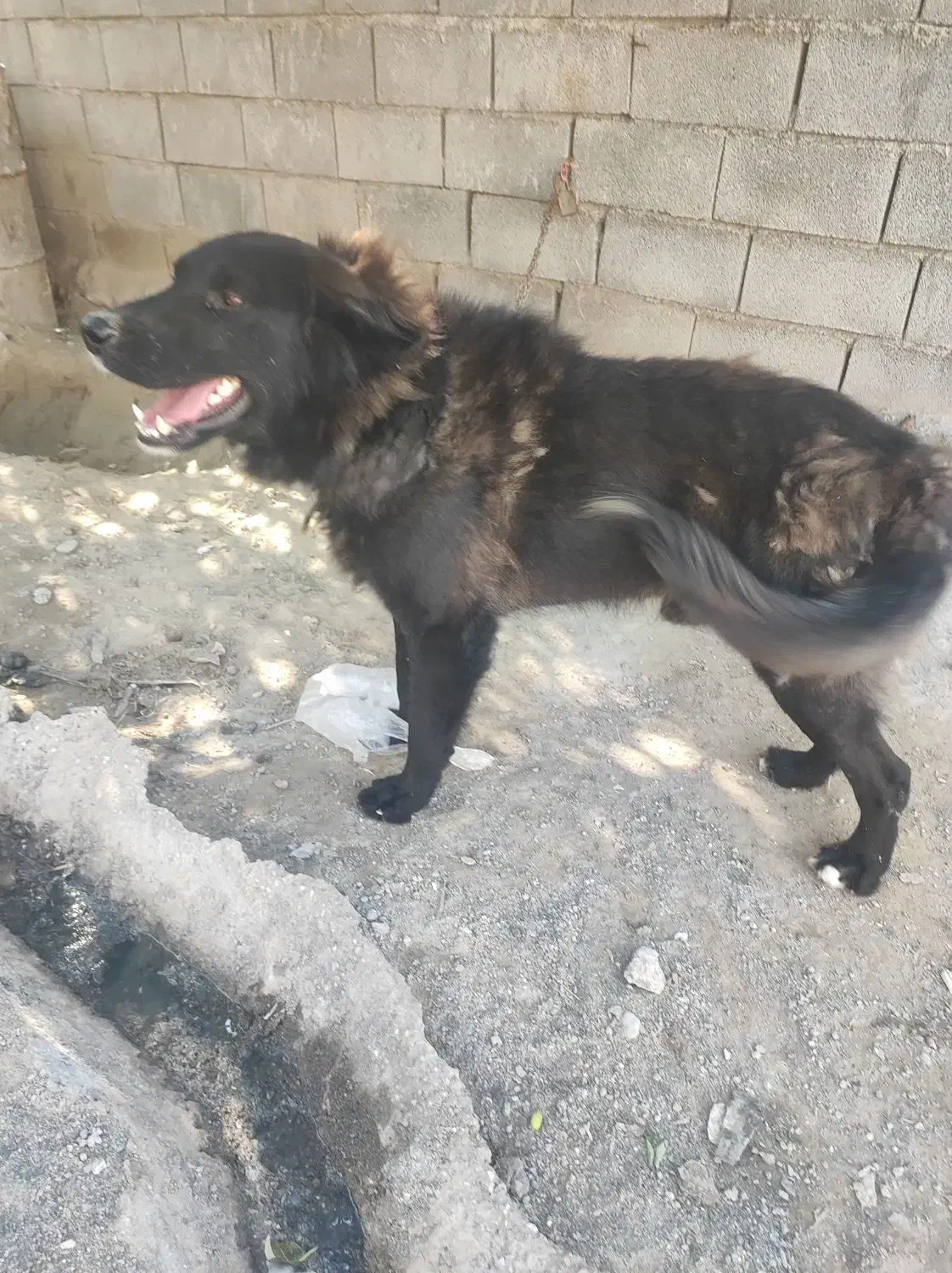 سگ قدر‌ جونی|سگ|شمیل, |دیوار