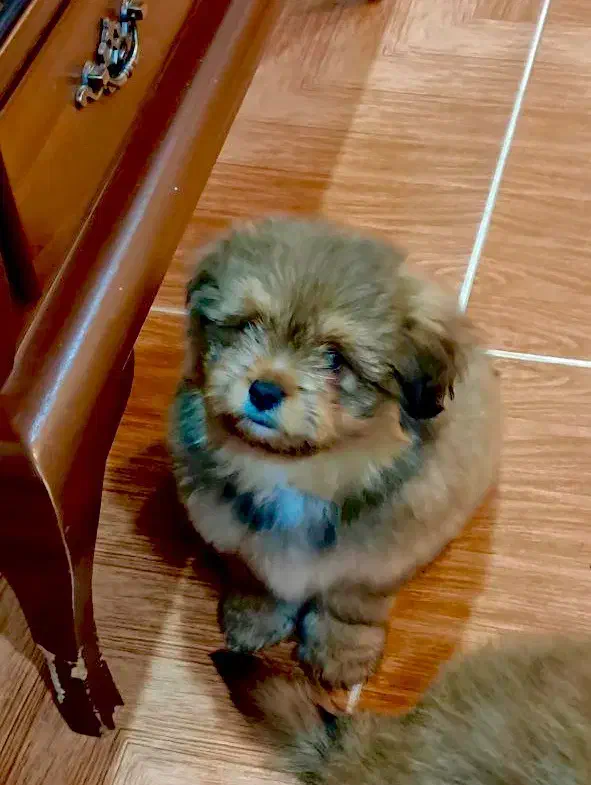 واگذاری سگ پامرانین|سگ|نوشهر, |دیوار