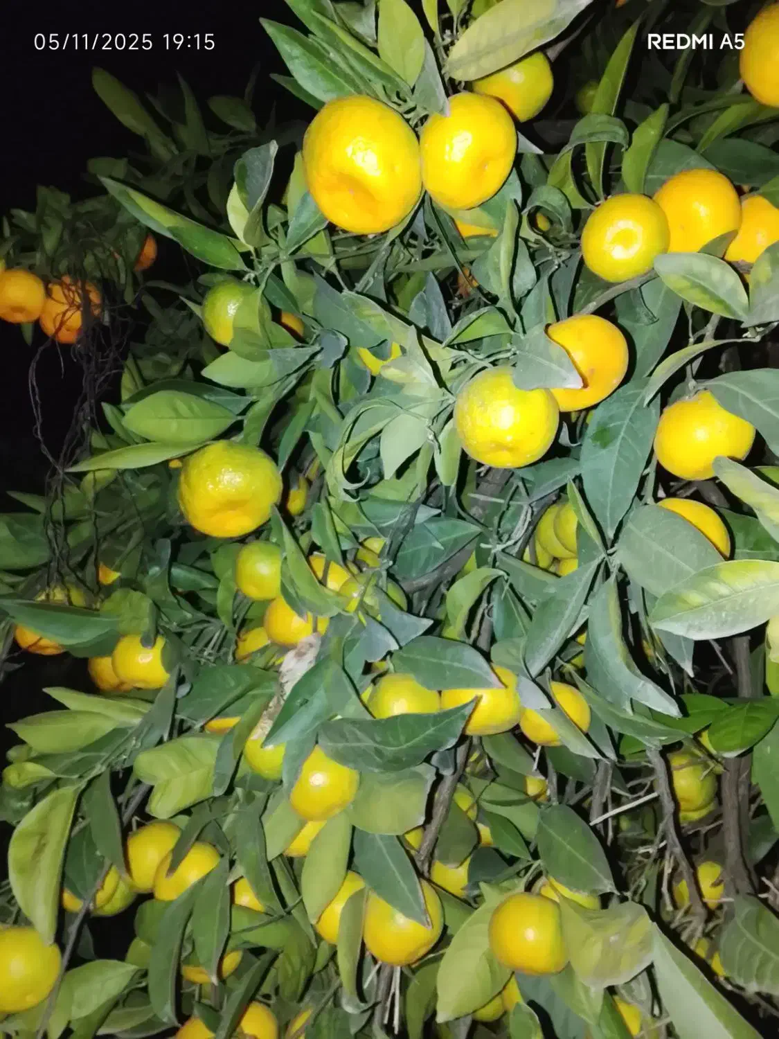 نارنگی انشو نارنگی یافا درجه یک|خوردنی و آشامیدنی|قائم‌شهر, |دیوار