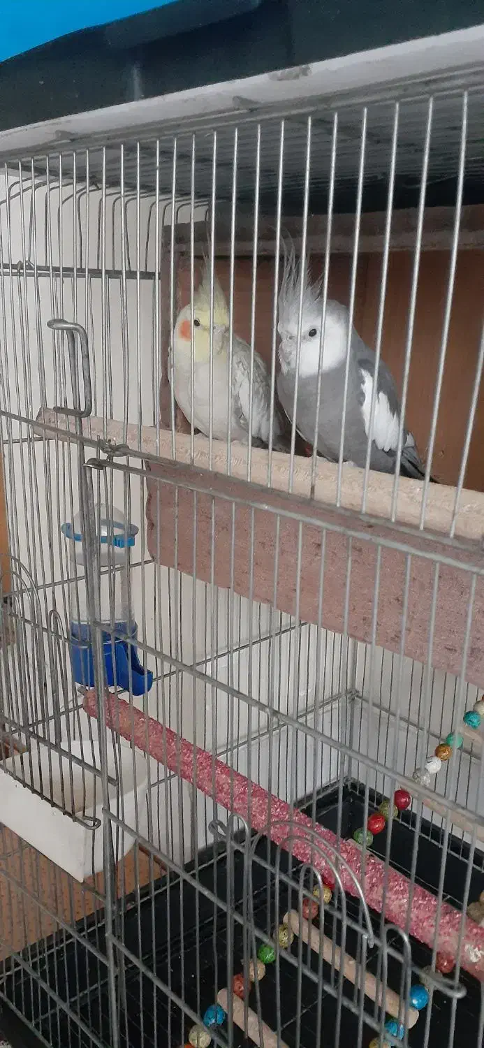 عروس هلندی مولد|پرنده|خمینیشهر, |دیوار