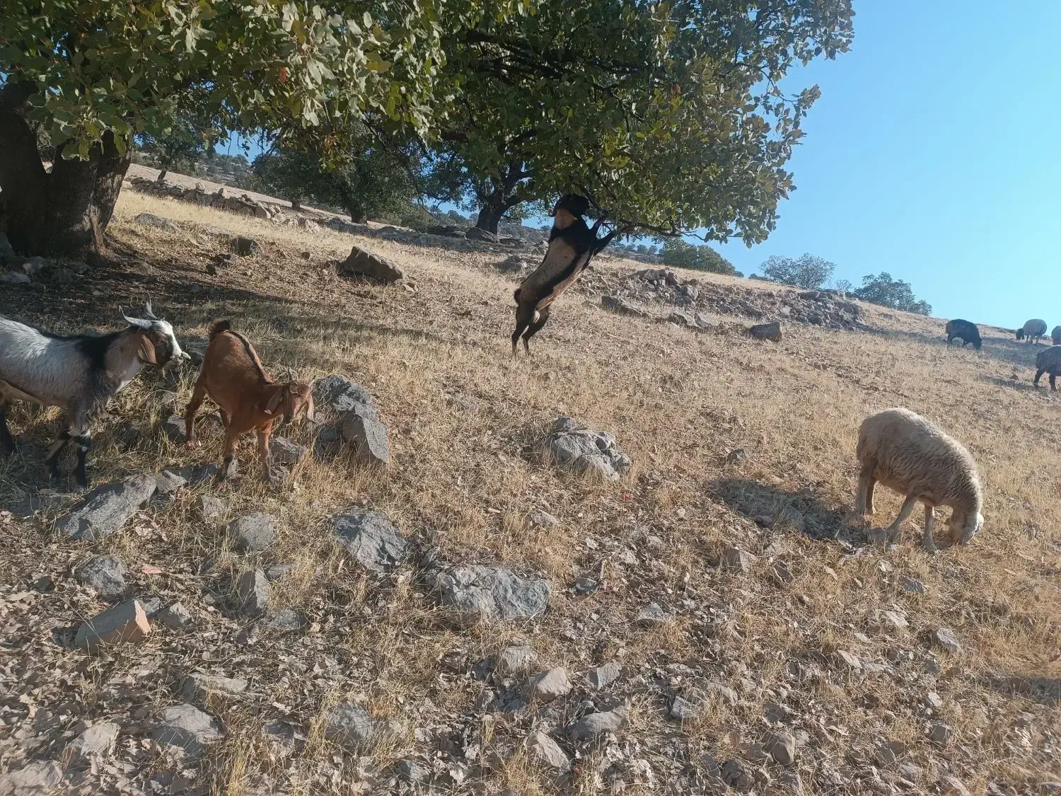 یک‌راس‌کهره‌نرنژادکوهی‌‌دوساله‌قیمت‌30ملیون|حیوانات مزرعه|دهدشت, |دیوار