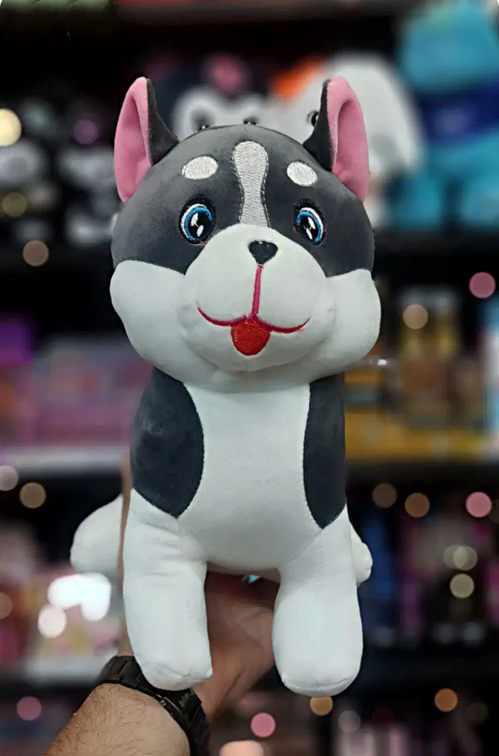 توله هاسکی نر|سگ|کرج, باغستان|دیوار