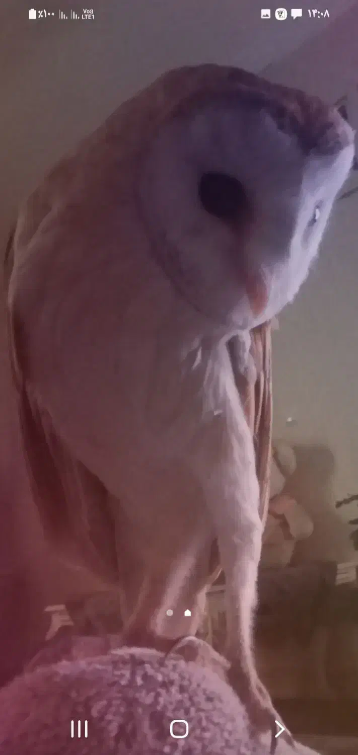 گمشده|حیوانات|کرج, اصفهانی‌ها|دیوار