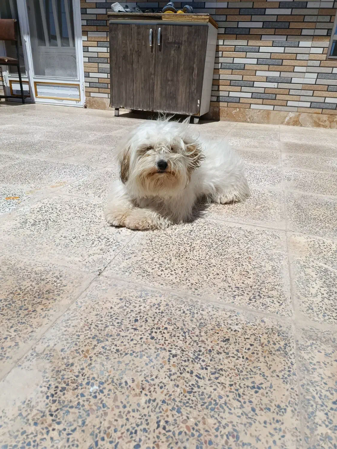 و سگ|سگ|سیرجان, |دیوار