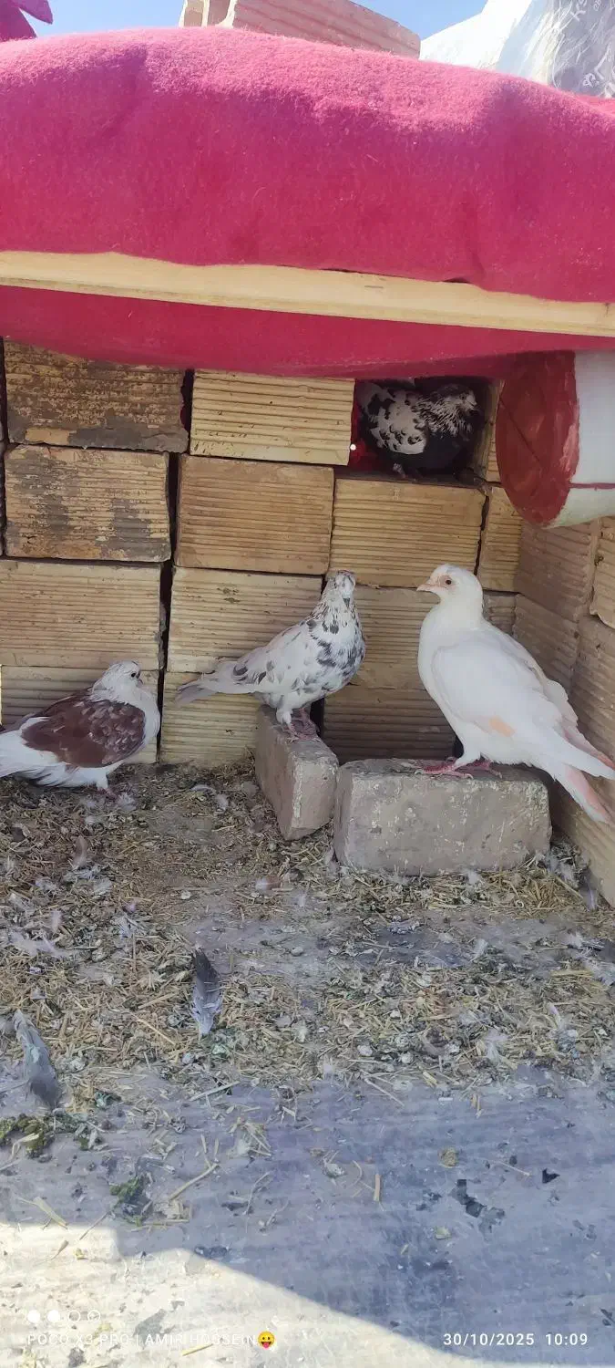 کبوتر فروشی|پرنده|شهرضا, |دیوار