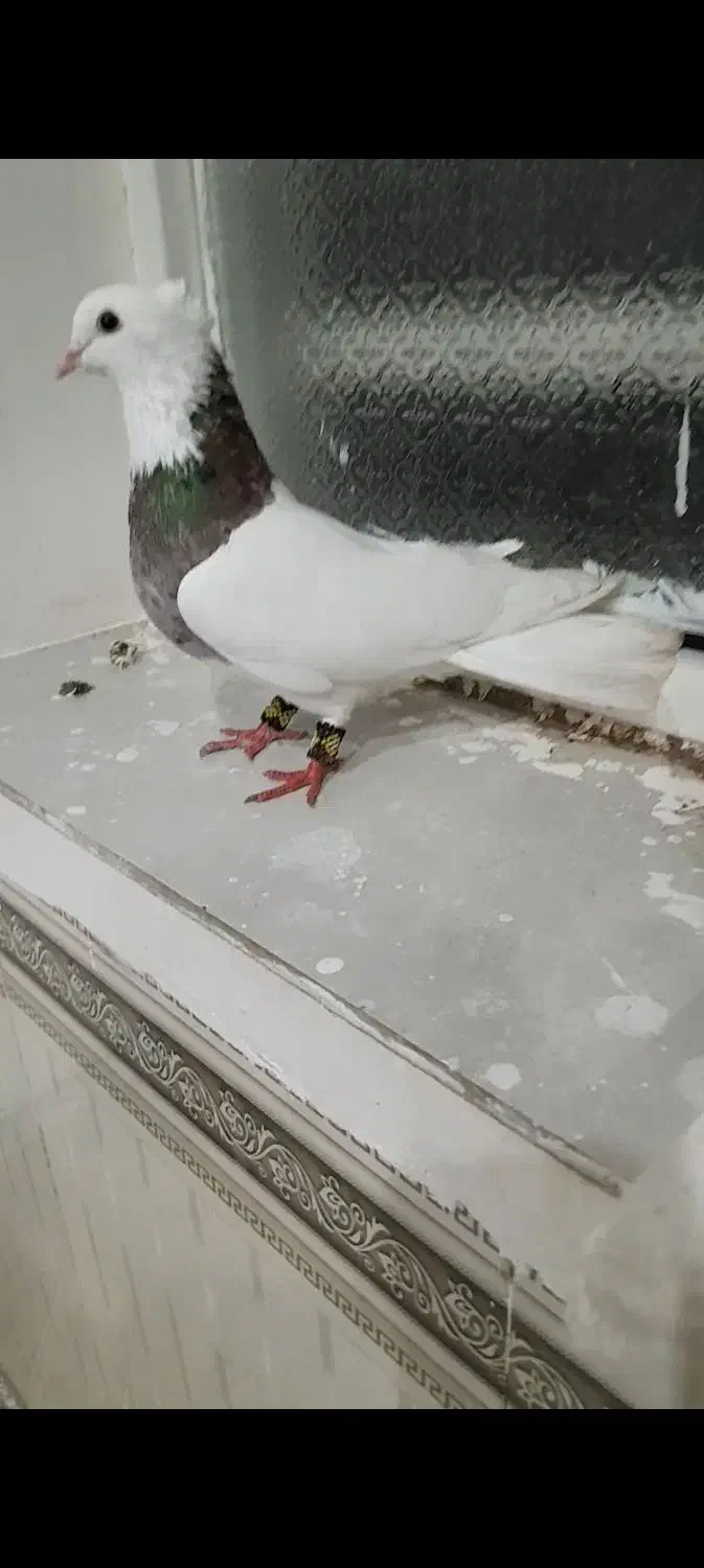 طوقی|پرنده|عنبرآباد, |دیوار