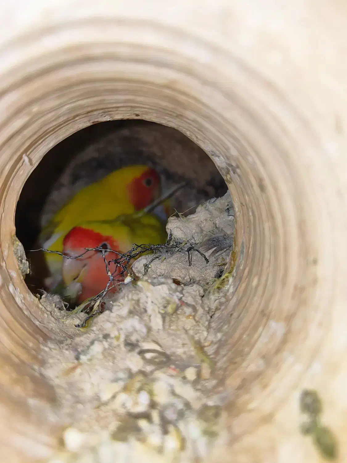 فروش چهار جفت طوطی برزیلی مولد درجه یک|پرنده|اشکنان, |دیوار