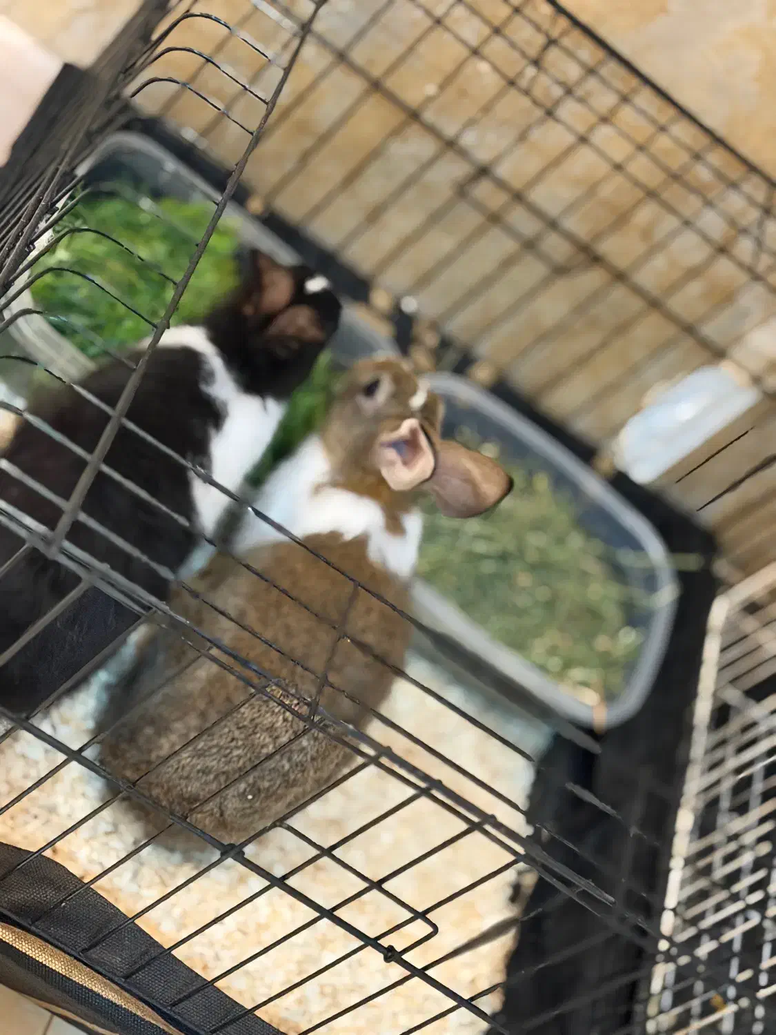 ۲عدد خرگوش|موش و خرگوش|آمل, |دیوار