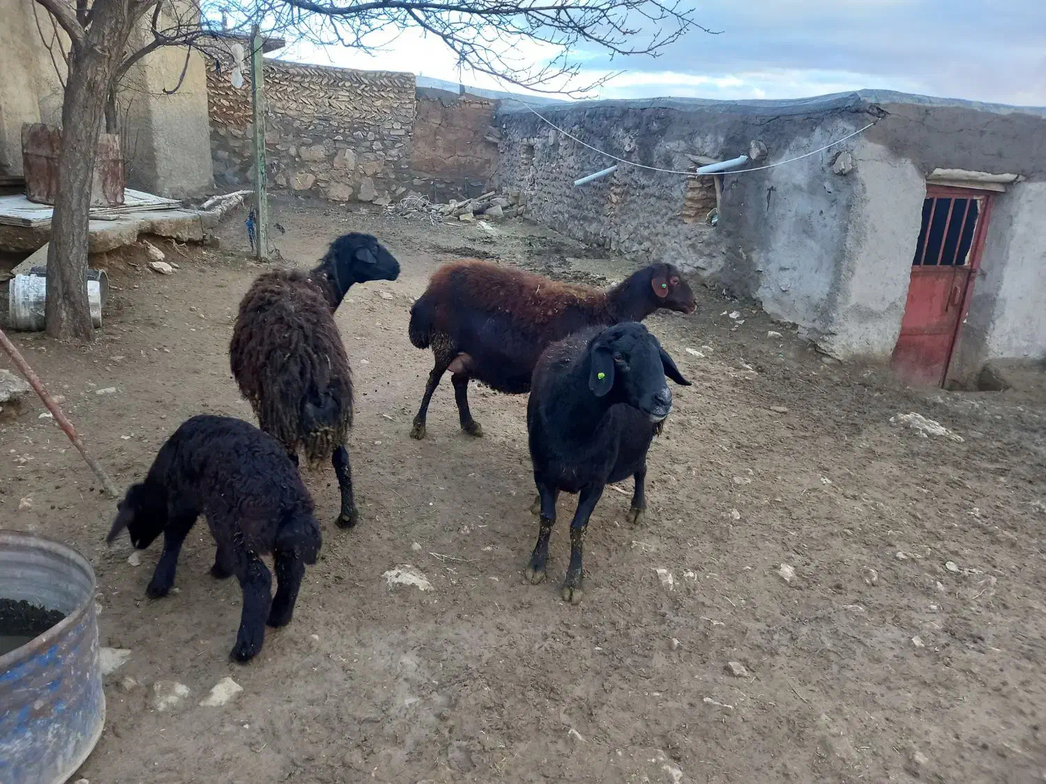 گوسفند|حیوانات مزرعه|ایجرود, |دیوار