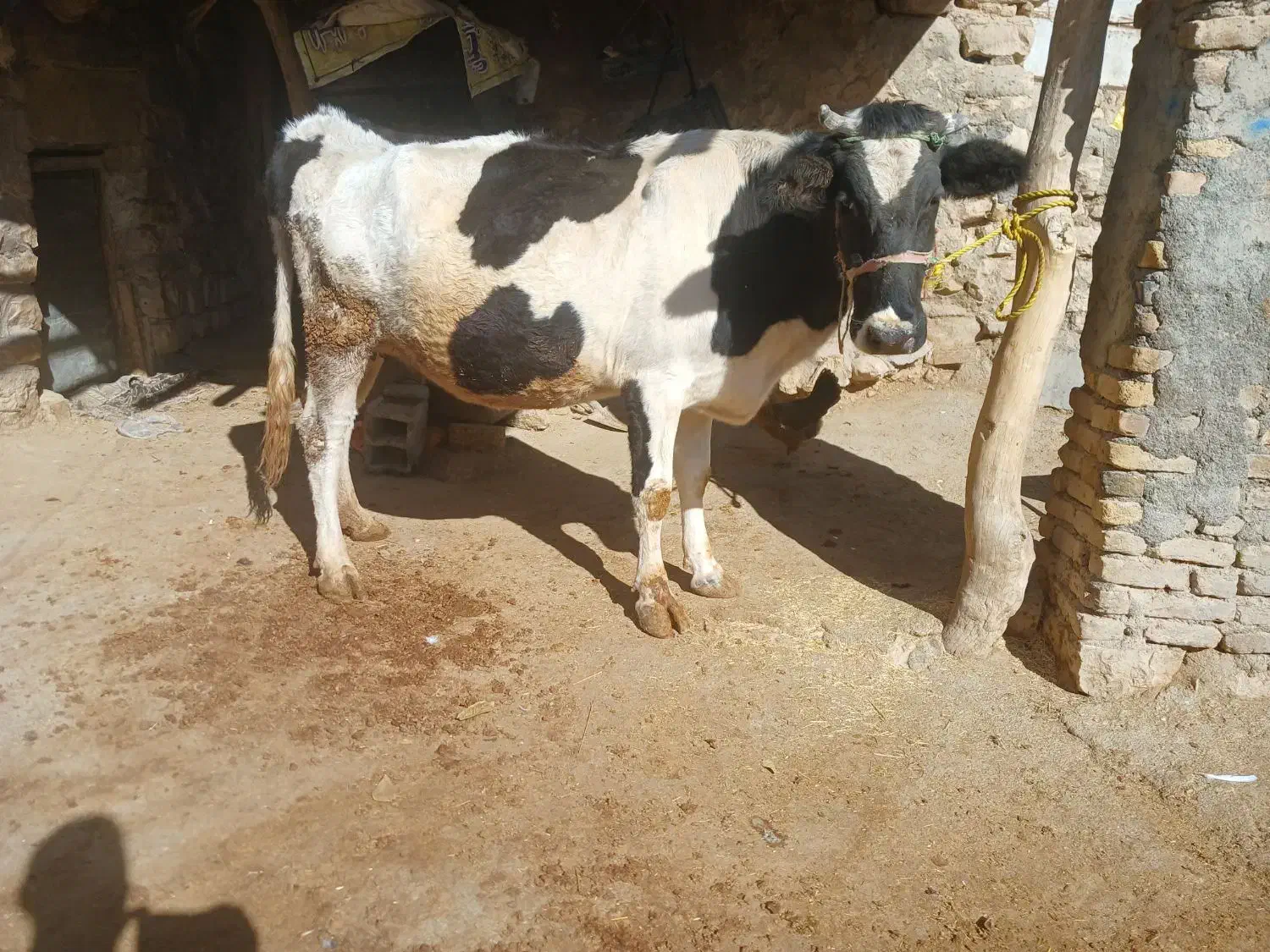 گاو|حیوانات مزرعه|فیروزآباد, |دیوار