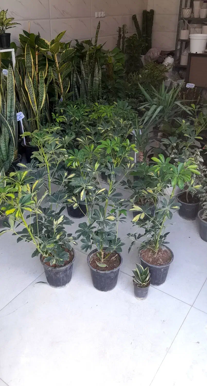 شفلرا دوشاخ سایز درشت|گل و گیاه طبیعی|قم, نیروگاه|دیوار