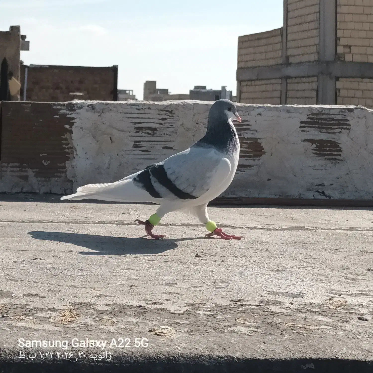 چپ کبود نر جوان کفتر به شرط|پرنده|اقبالیه, |دیوار