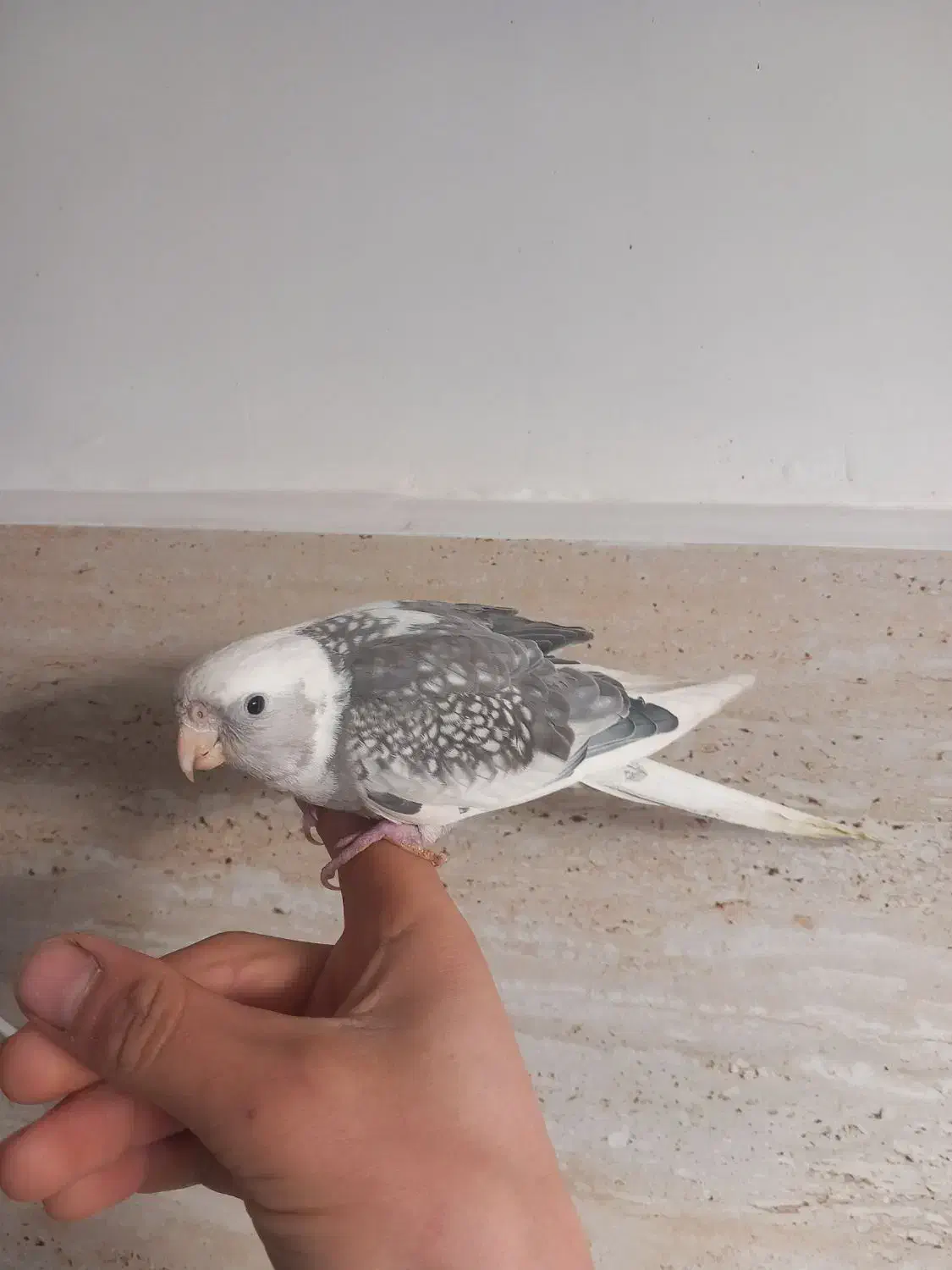 عروس هلندی|پرنده|رشت, سلیمانداراب|دیوار