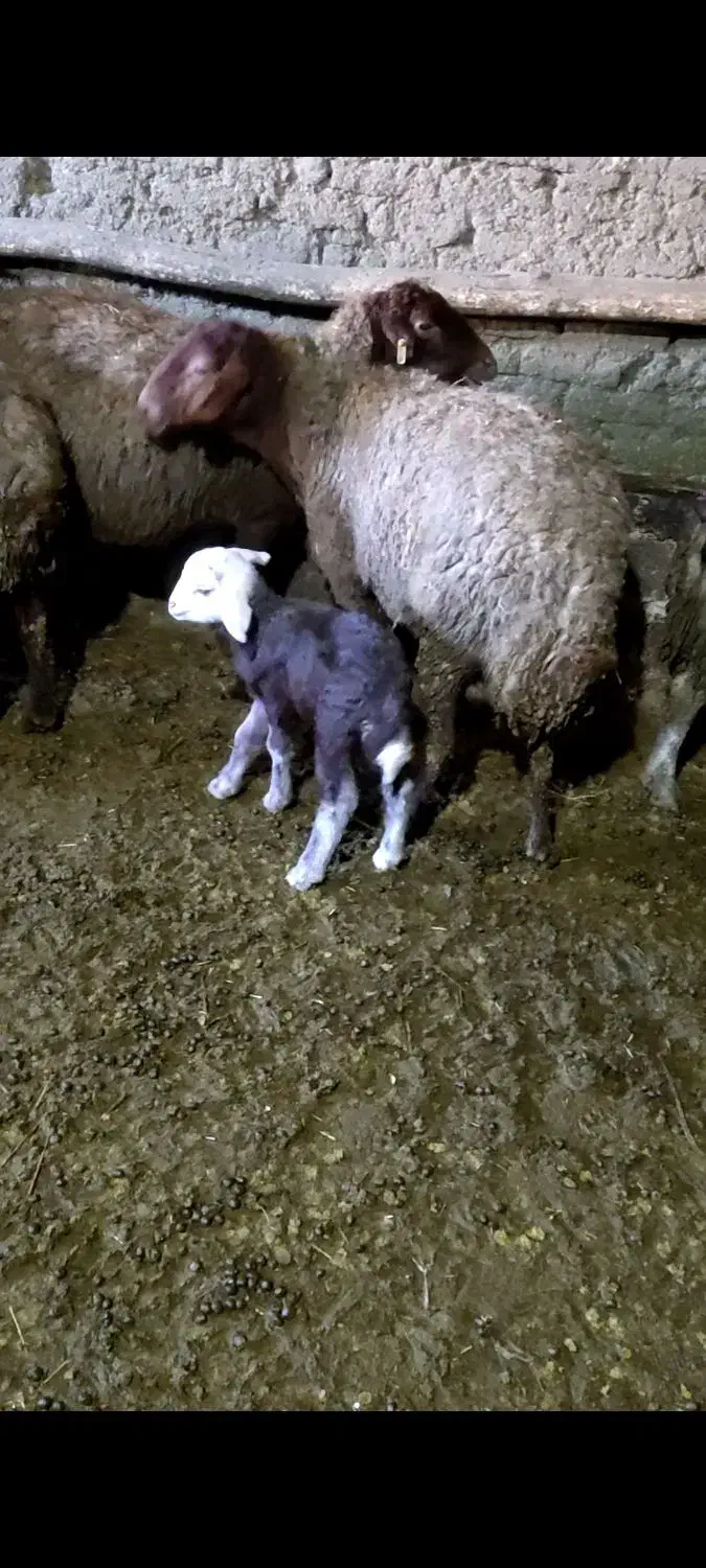 بز  مهربان و افشار|حیوانات مزرعه|سنندج, |دیوار