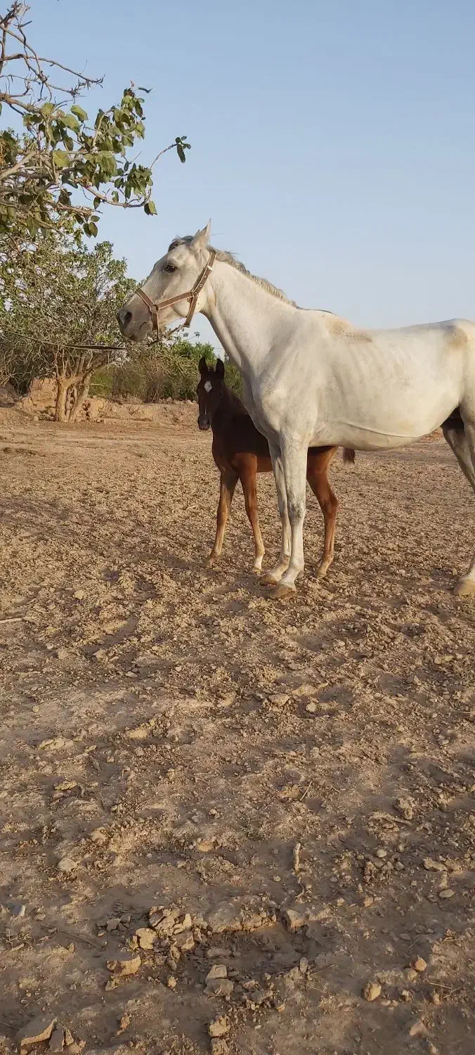فروش مادیان|اسب و تجهیزات اسب‌سواری|ماهان, |دیوار