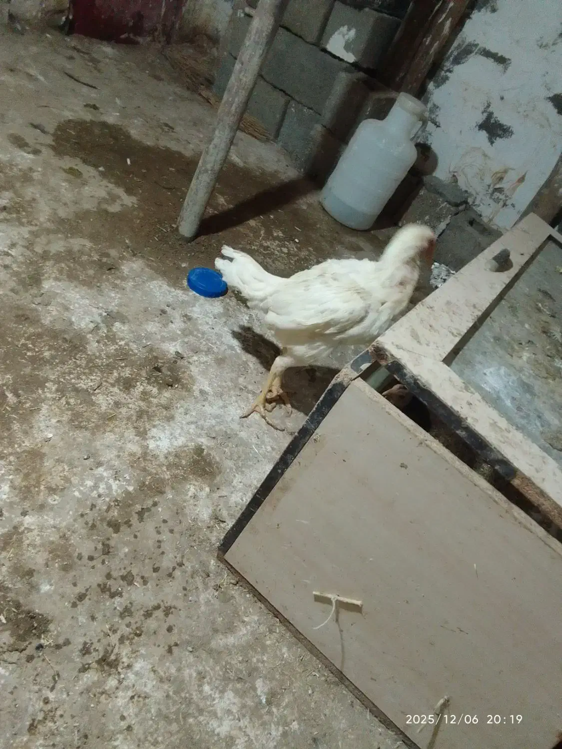 مرغ و خروس لاری|حیوانات مزرعه|سنندج, |دیوار