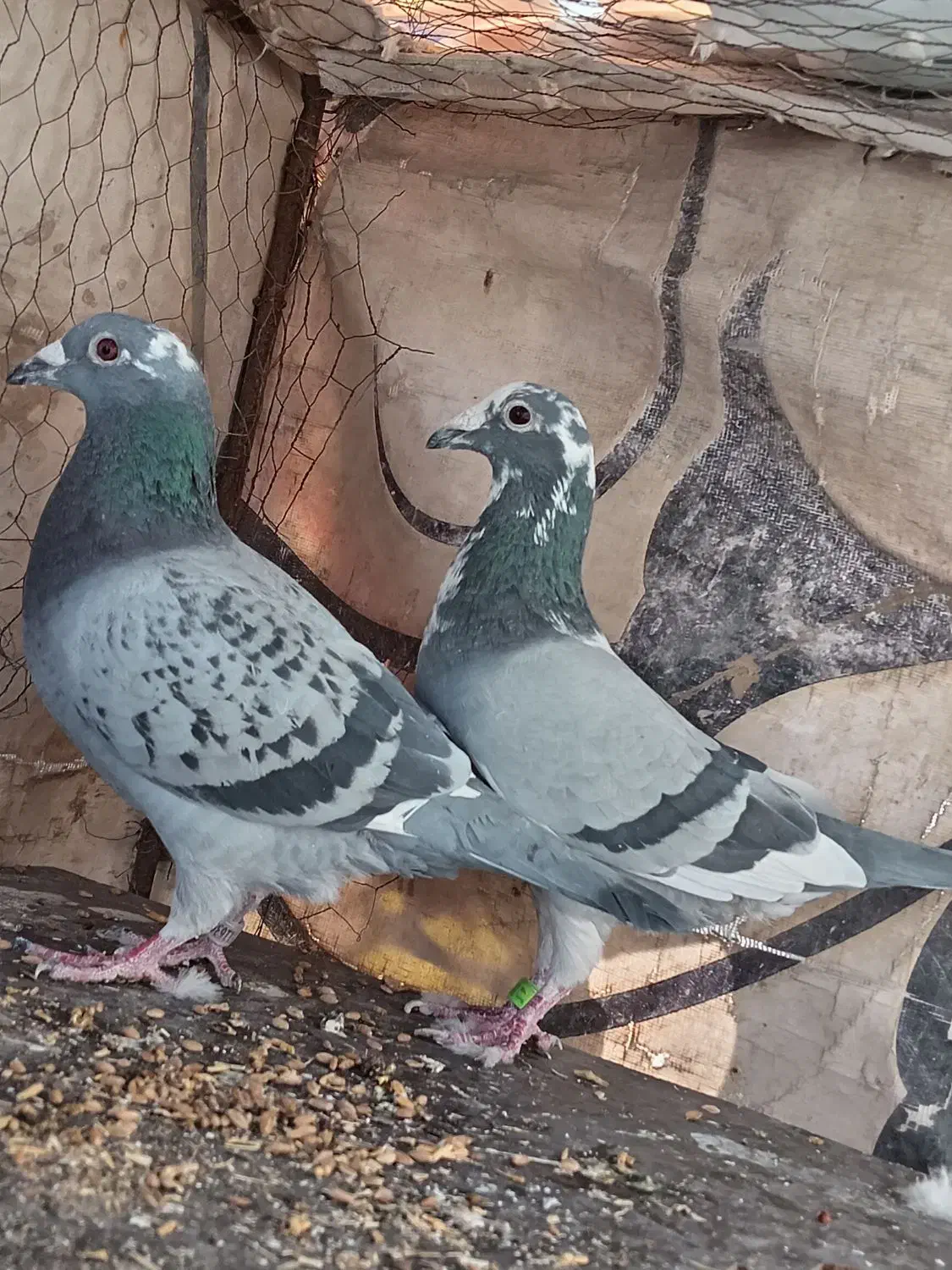 کفتر|پرنده|بیرجند, |دیوار