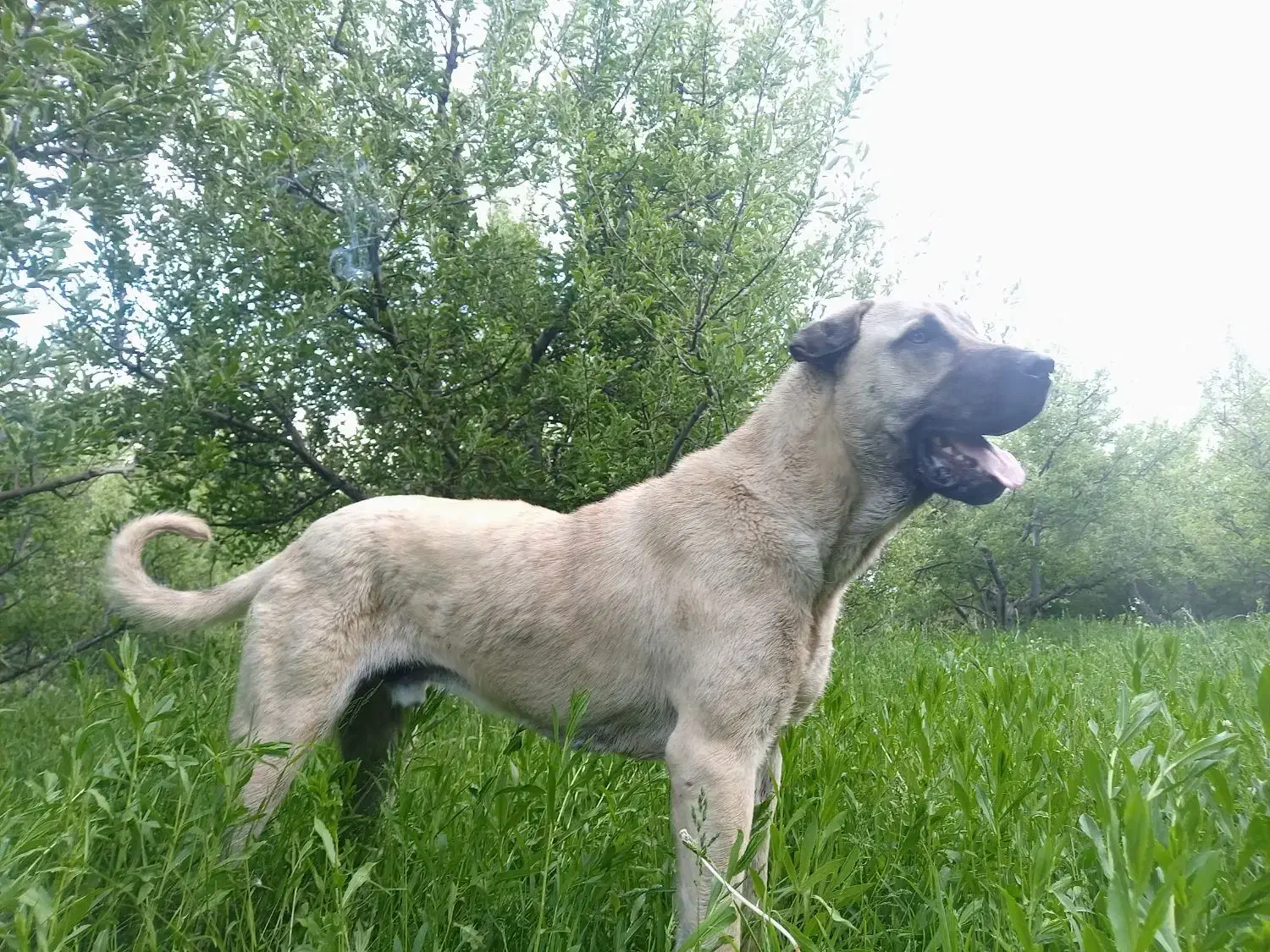 توله ۱۷ماهه پژدر|سگ|مراغه, |دیوار