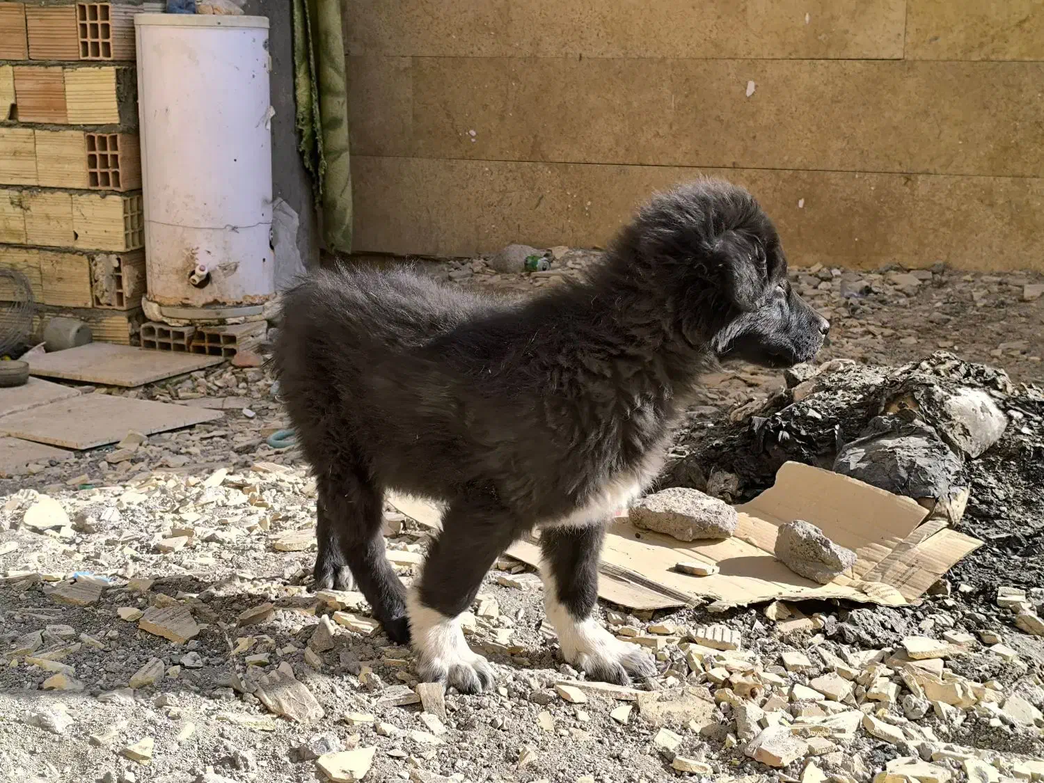 ت وله قهدریجانی،قدرجونی.|سگ|سیرجان, |دیوار