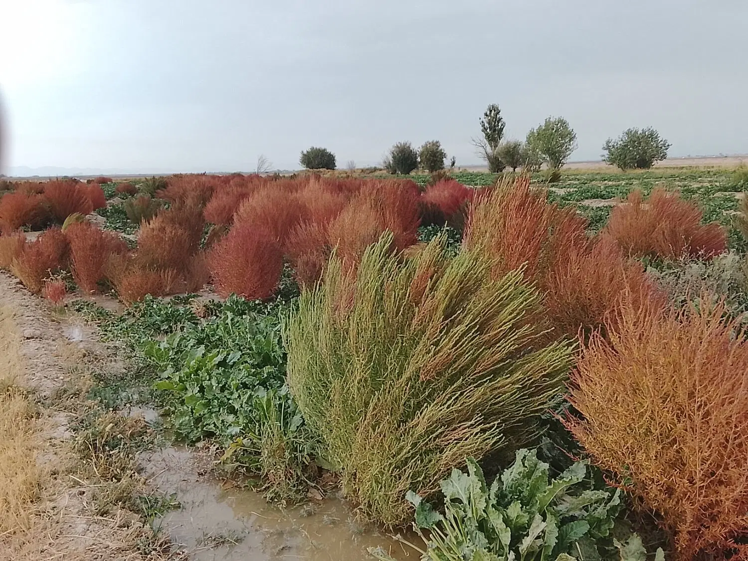 جارو|عمده‌فروشی|فامنین, |دیوار