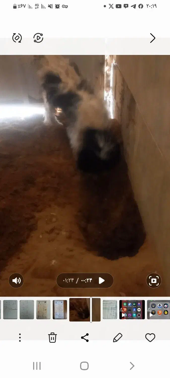 مفقودی سگ|حیوانات|یزد, |دیوار