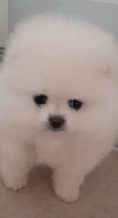 0935-915-910-2|سیم‌کارت|بیرجند, |دیوار