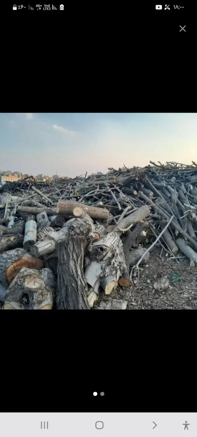 خرید چوب به قیمت خوب|خدمات باغبانی و درختکاری|صفادشت, |دیوار