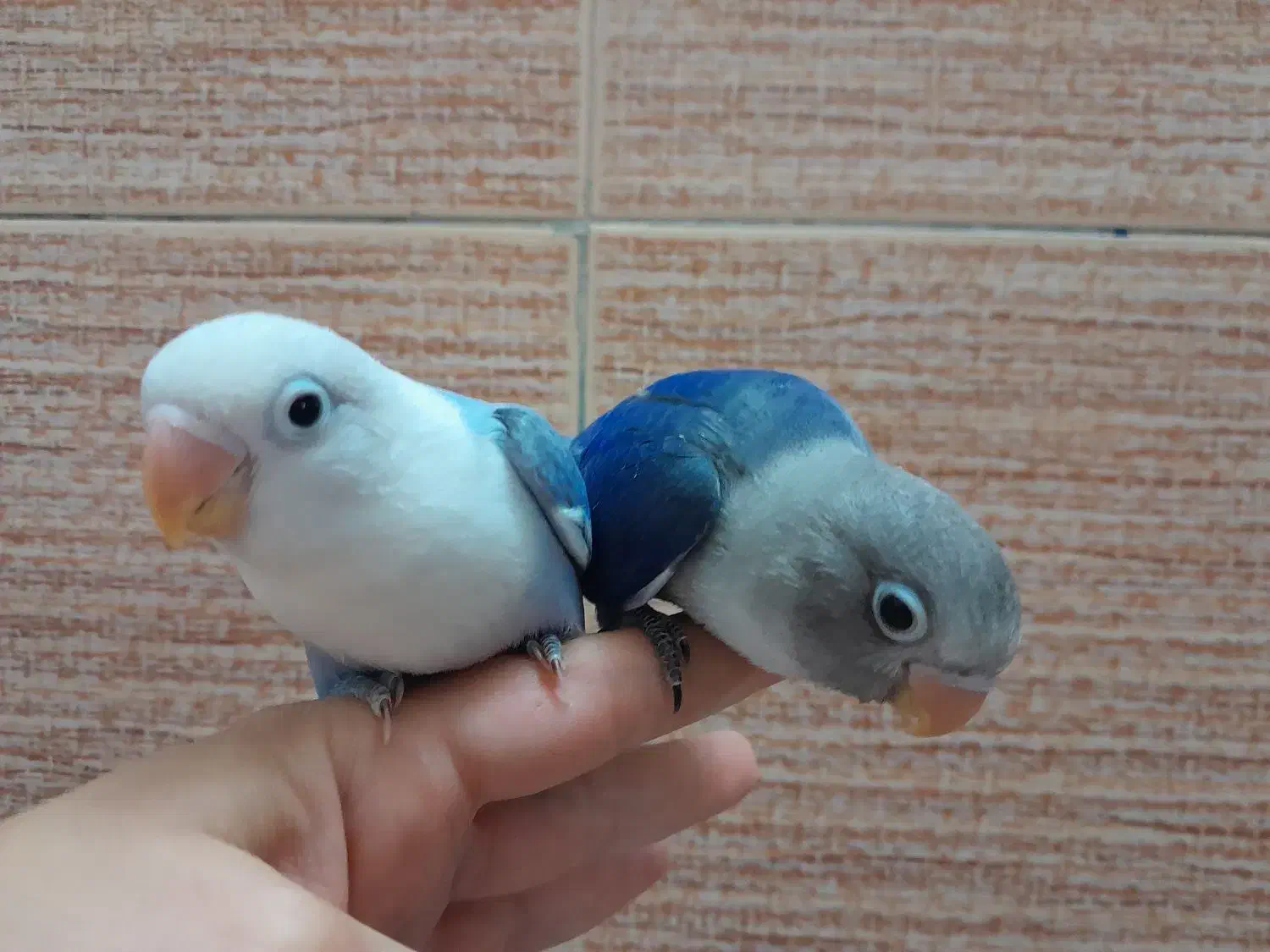 کوتوله بزیلی یووینگ|پرنده|قم, یزدانشهر|دیوار