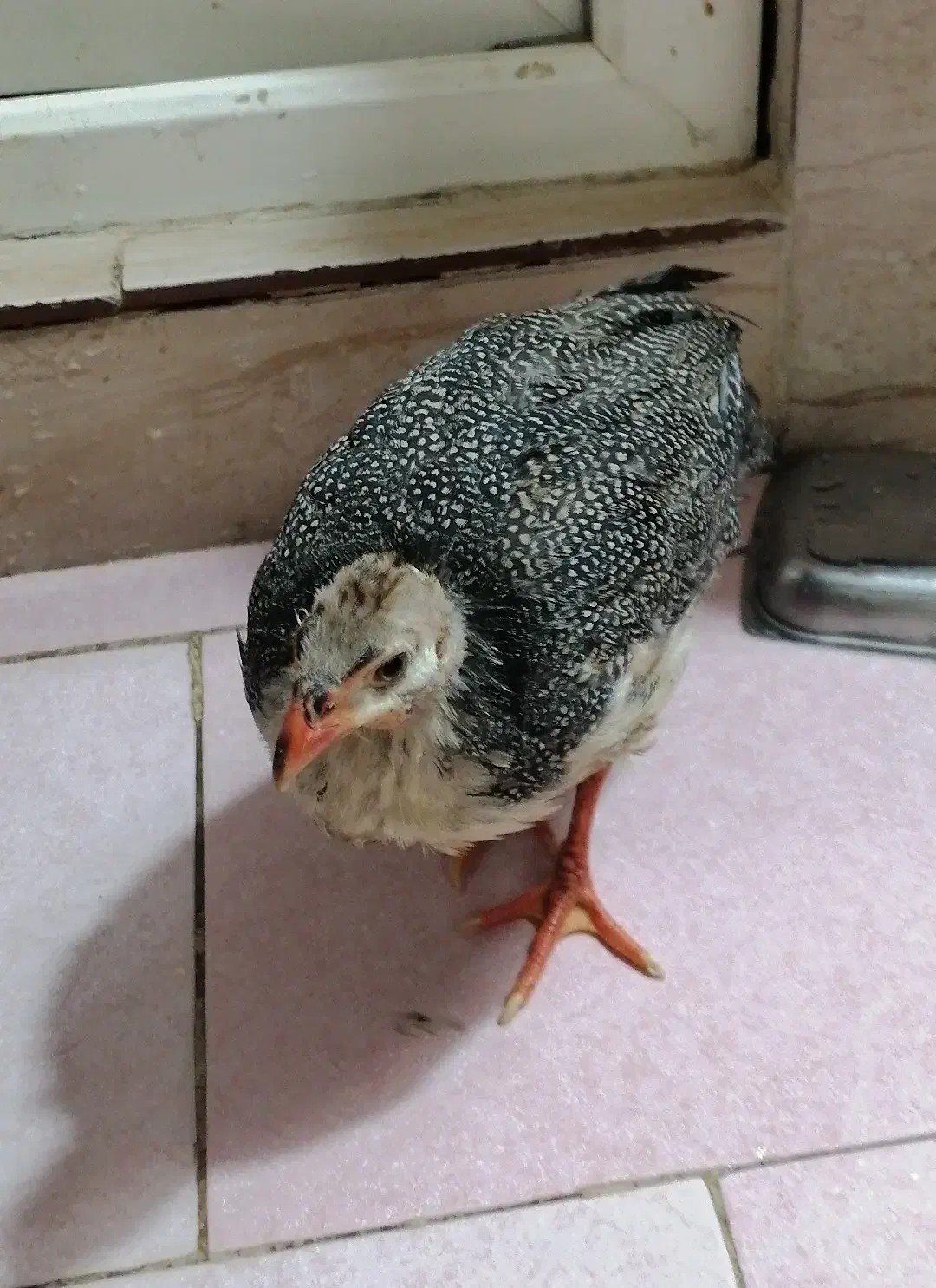 پرنده|حیوانات مزرعه|قم, پردیسان|دیوار