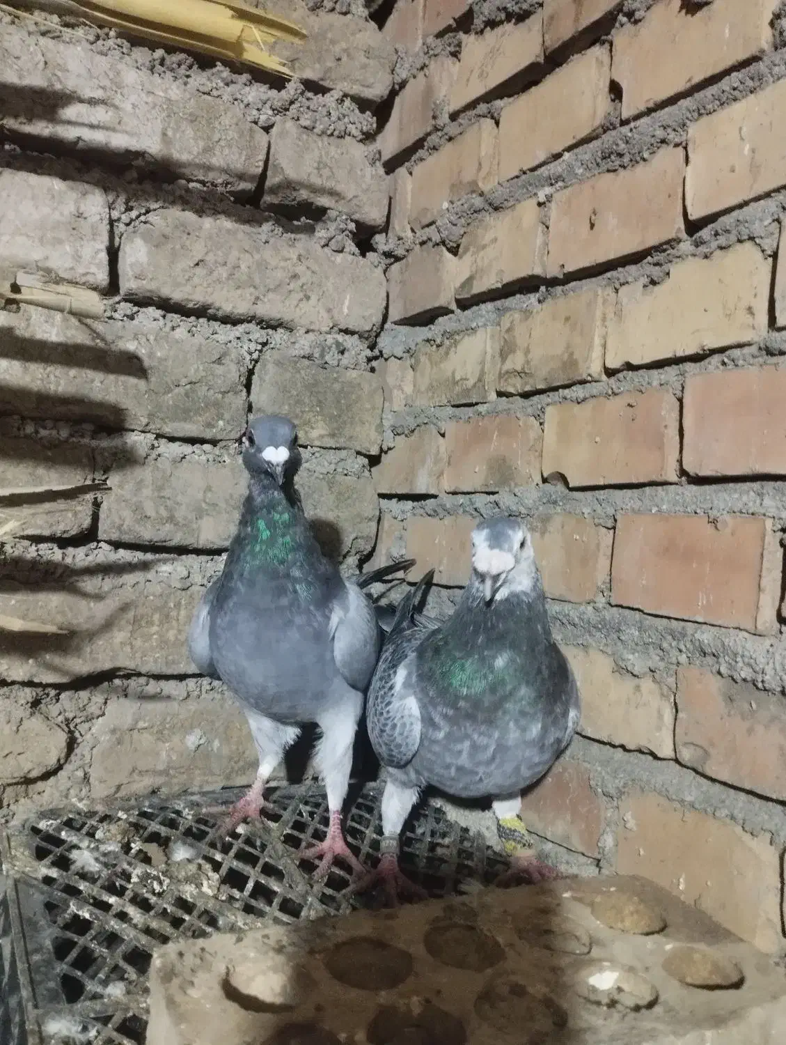 کبوتر آلمانی و تک پر|پرنده|سنگدوین, |دیوار