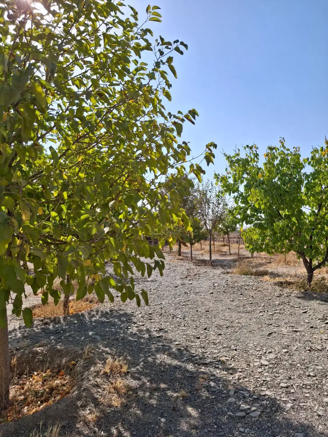 باغ ۷۰۰ متری سوران ناظریه حاشیه مترو گلبهار|فروش زمین و ملک کلنگی|مشهد, میان ولایت|دیوار
