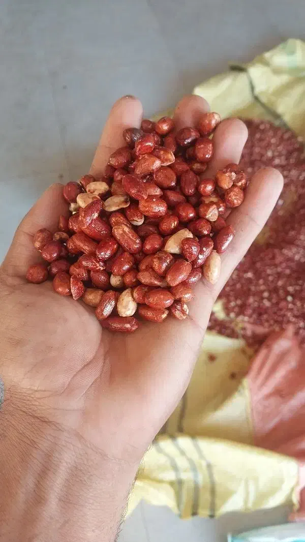 تخمه و خشکبار|عمده‌فروشی|اسفرورین, |دیوار