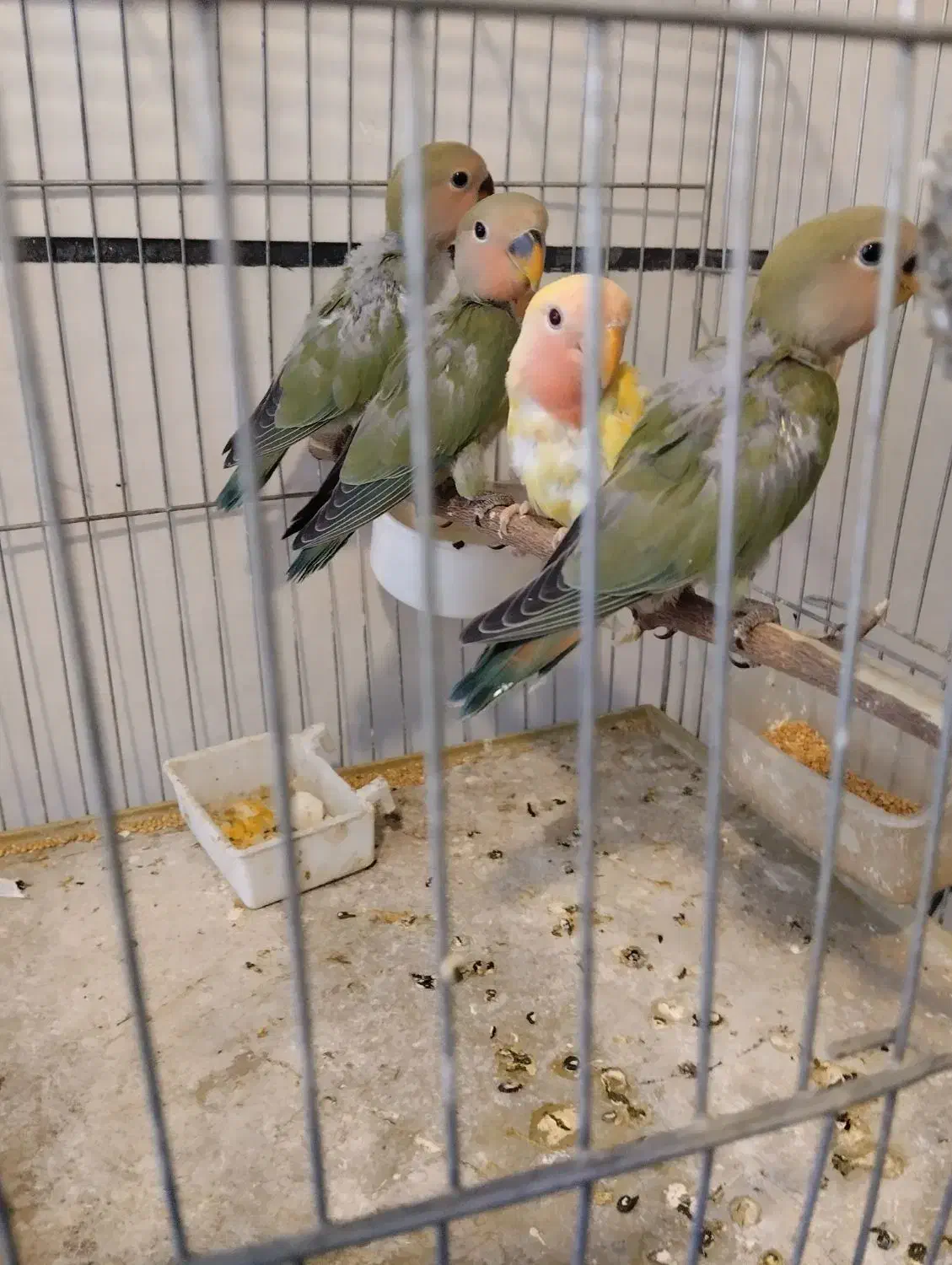 طوطی برزیلی|پرنده|همدان, |دیوار