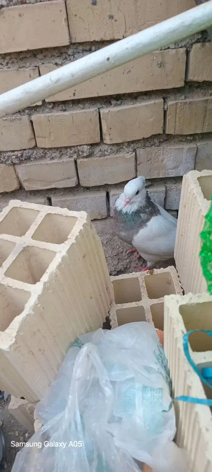 زر|پرنده|کرخه, |دیوار