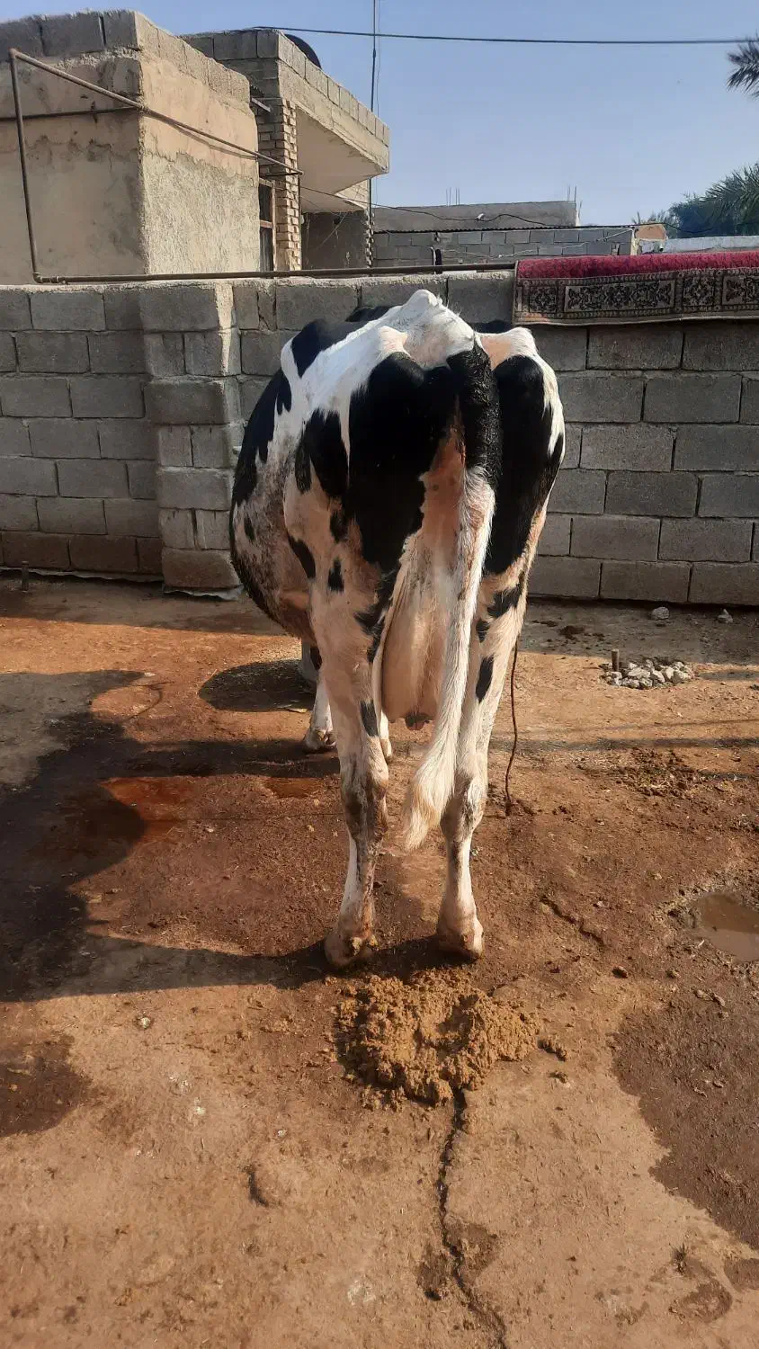 فروش گاو شیری|حیوانات مزرعه|شادگان, |دیوار