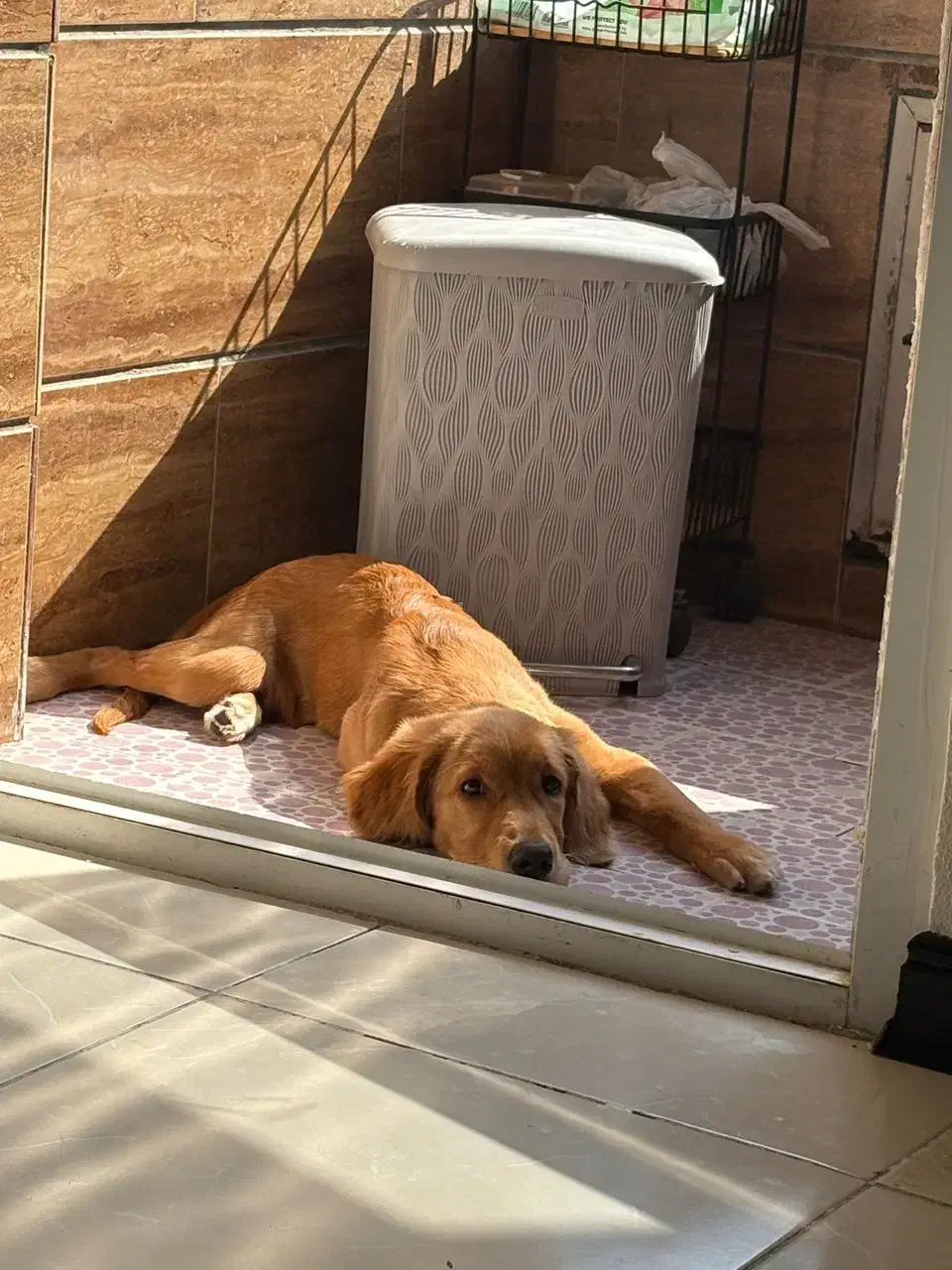 سگ نژاد گلدن ماده ۶ ماهه، فوق‌العاده آروم و مهربون|سگ|برخوار, |دیوار