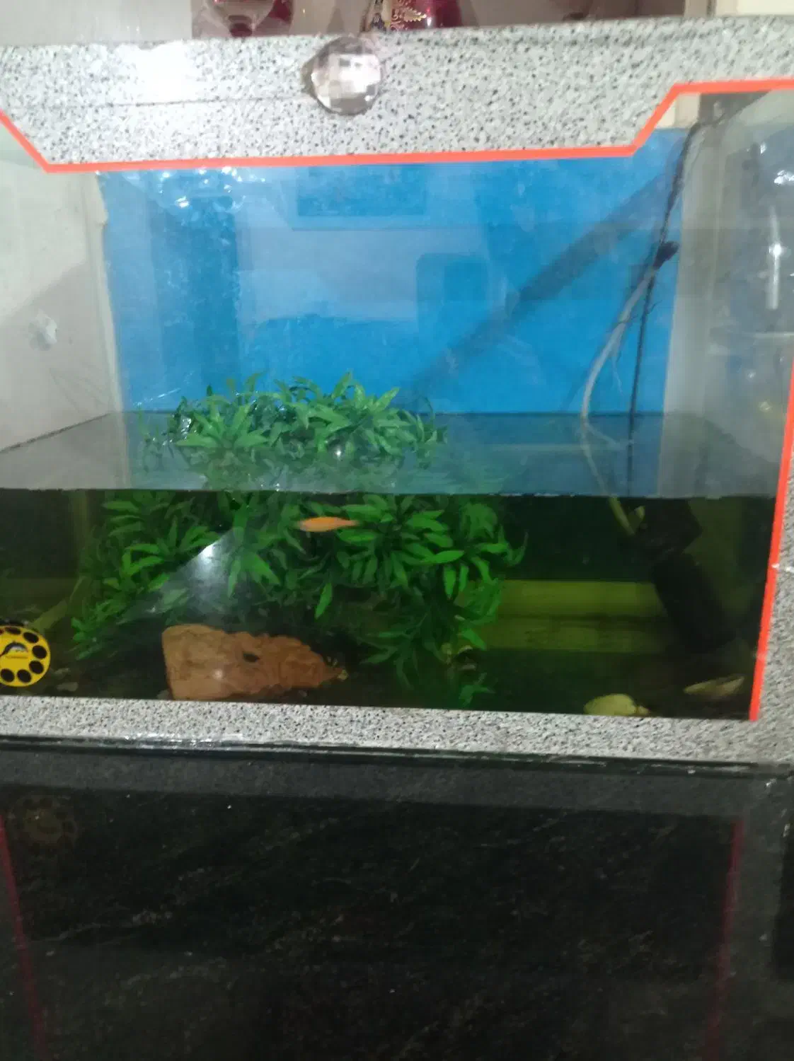 آکواریوم|ماهی|زابل, |دیوار