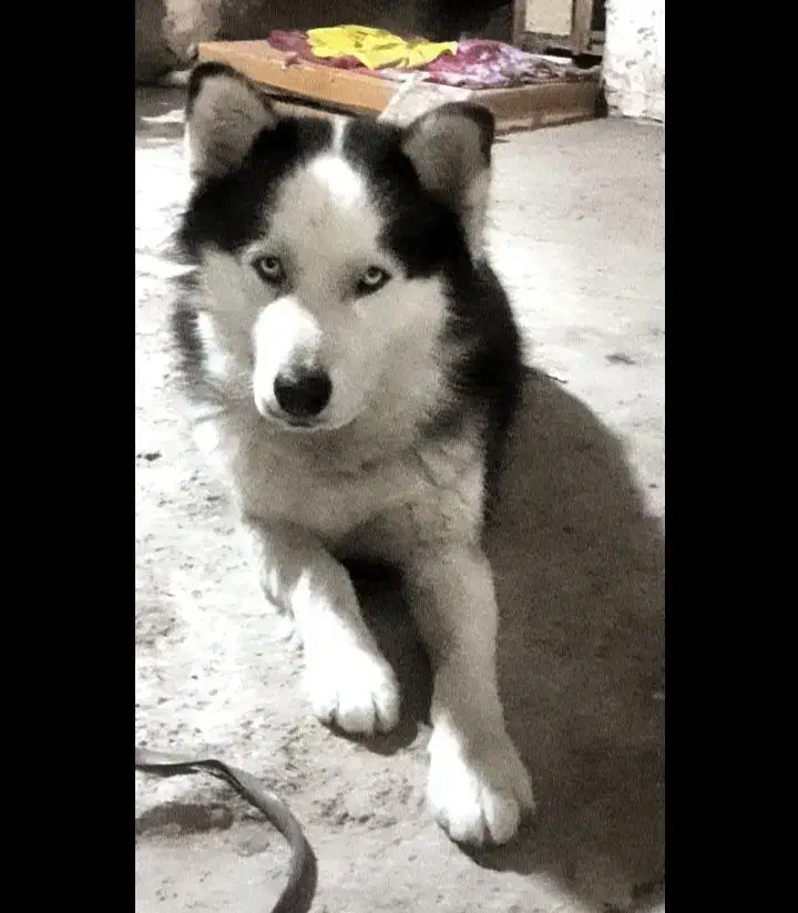 سگ هاسکی نر|سگ|قم, چهل اختران|دیوار