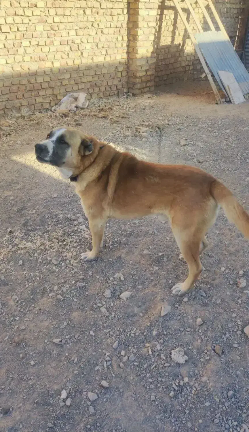 واگذاری سگ گله|سگ|خرم‌آباد, |دیوار
